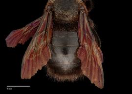   Xylocopa  nbsp;  violacea,nbsp;male, abdomen, habitus, photo: J. Scott Adams  
